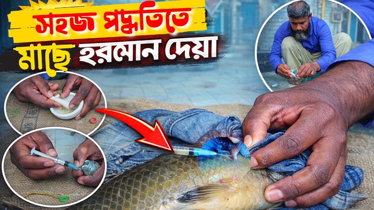 মাছবাড়ির সহজ পদ্ধতিতে মাছে হরমোন দেয়ার পদ্ধতি।