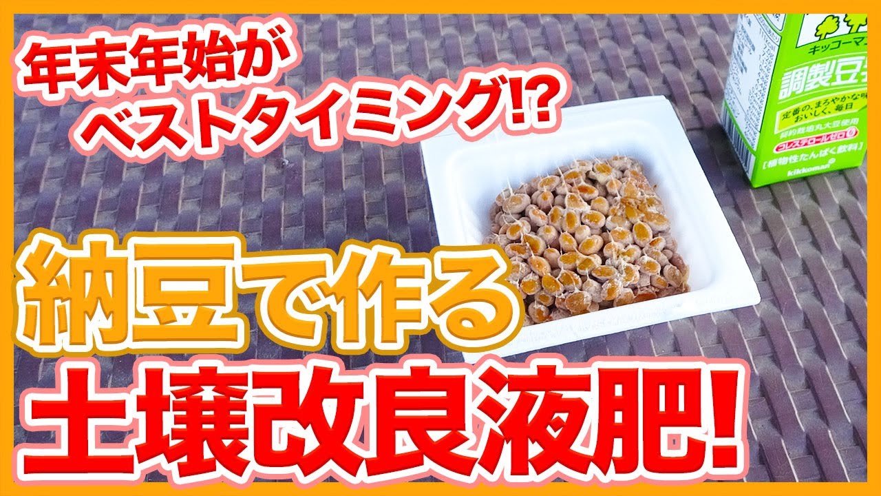 家庭菜園や農園栽培で正月に余った納豆を大胆活用！？納豆を使った土壌改良液肥の作り方！/How to make natto materials according to Japanese farmers