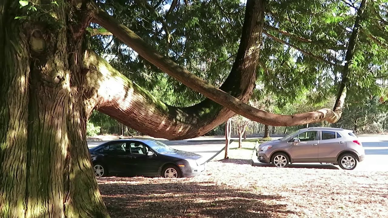 Trees - Some varieties of trees from around the world