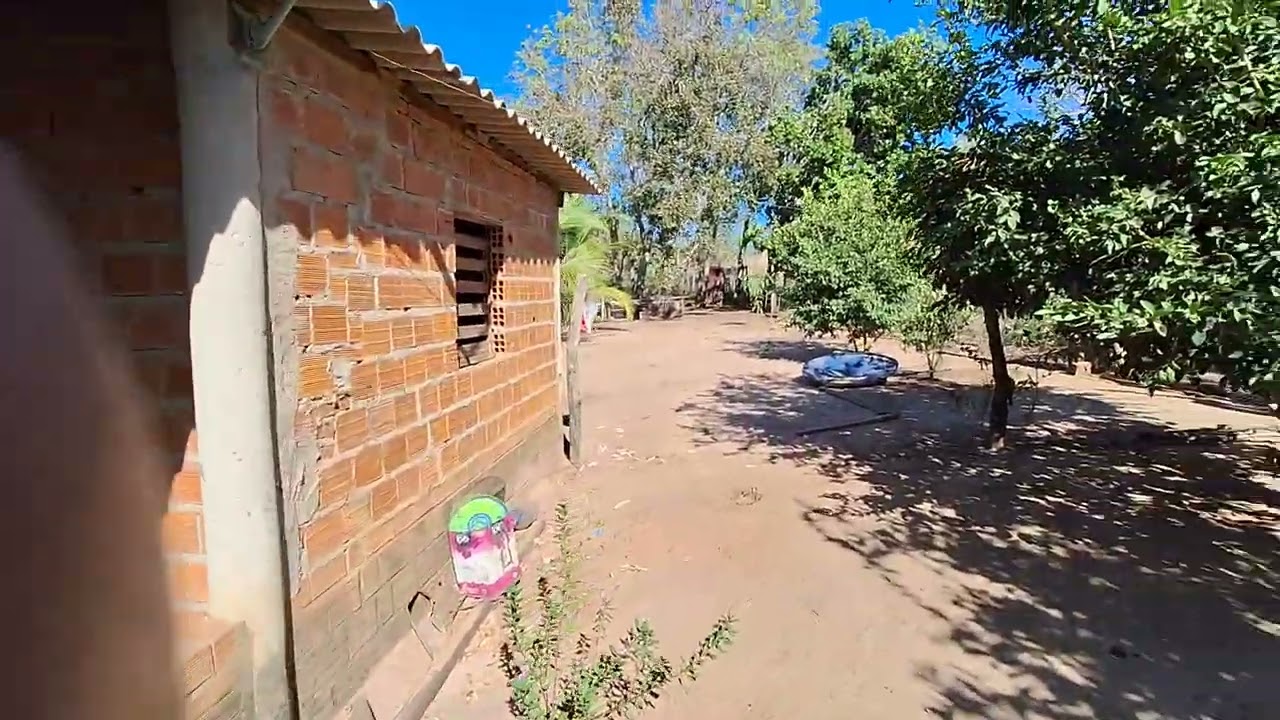 um pouco da vida no interior do Maranhão (matamos um porco hoje)