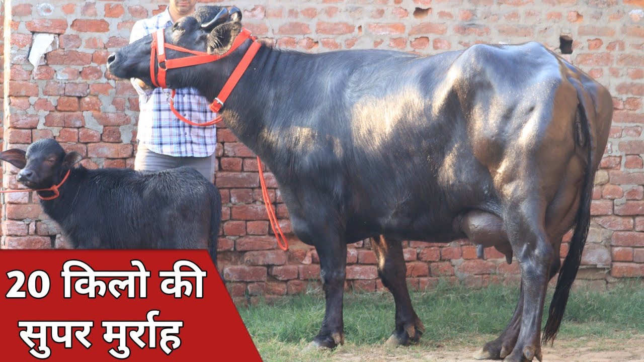 20 किलो तैयार दूध की भैंस, with Female कांटे के तोल में बिक्री के लिए || Parveen Mund (9896971485 )