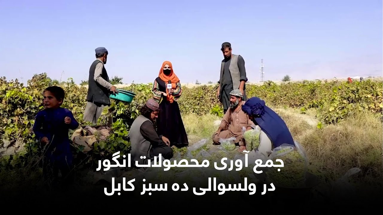 Grape Harvesting in Deh Sabz district, Kabul / جمع آوری محصولات انگور در ولسوالی ده سبز کابل