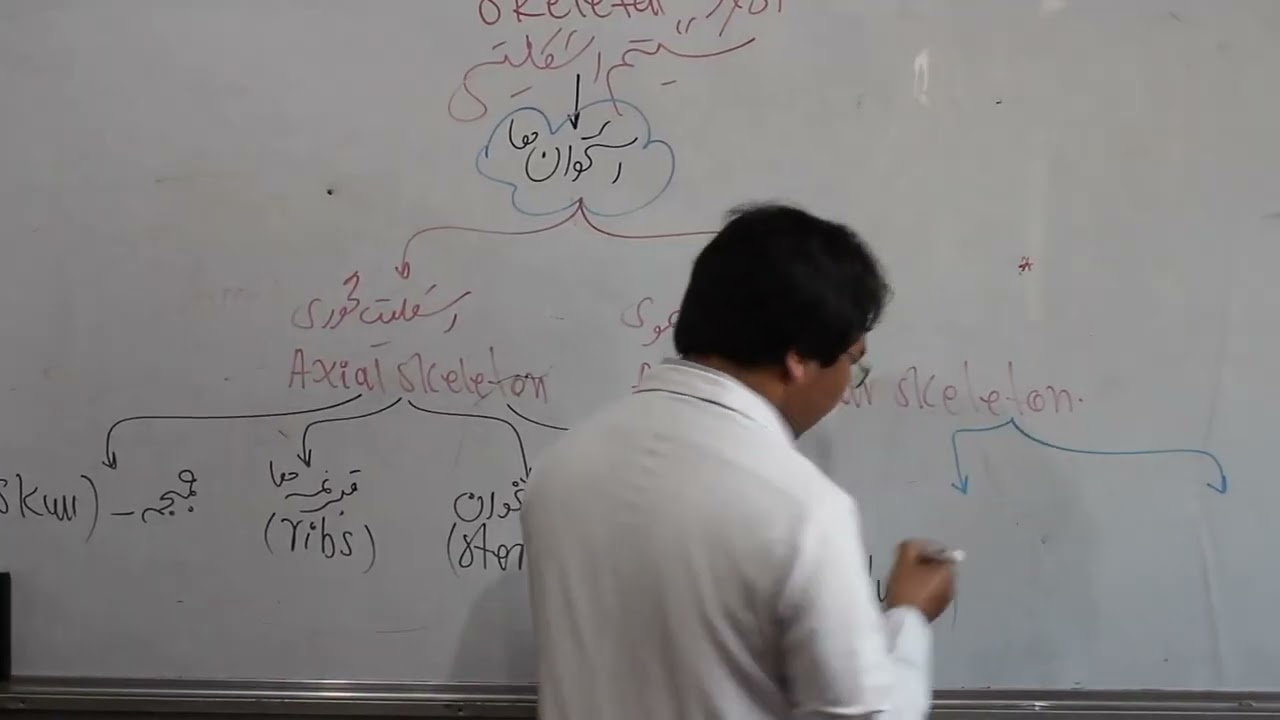 Anatomy/ Skeletal System/Bones/سیستم اسکلیتی بدن