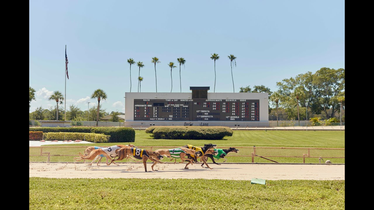 The Final Stretch: The end of Greyhound Racing in Florida
