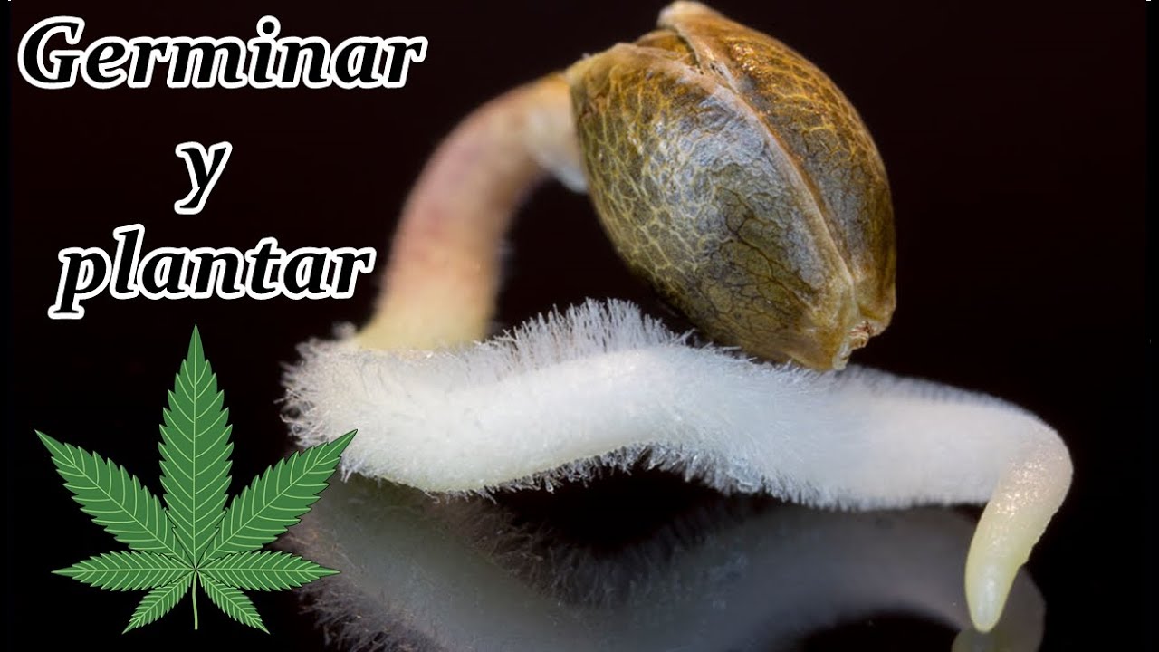 COMO GERMINAR Y PLANTAR MARIHUANA