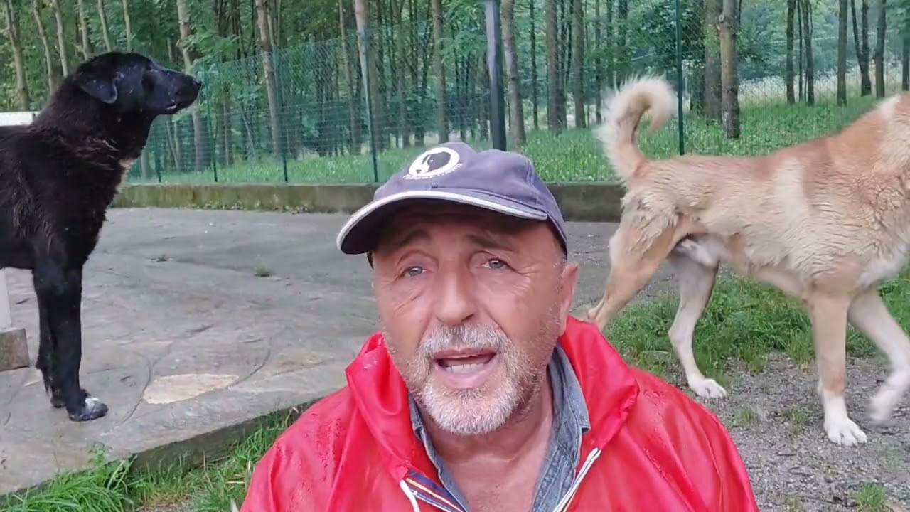 Video 16 ULTIMA PARTE Perché NON SI DEVE MAI tenere un solo Cane da Guardia in giardino?