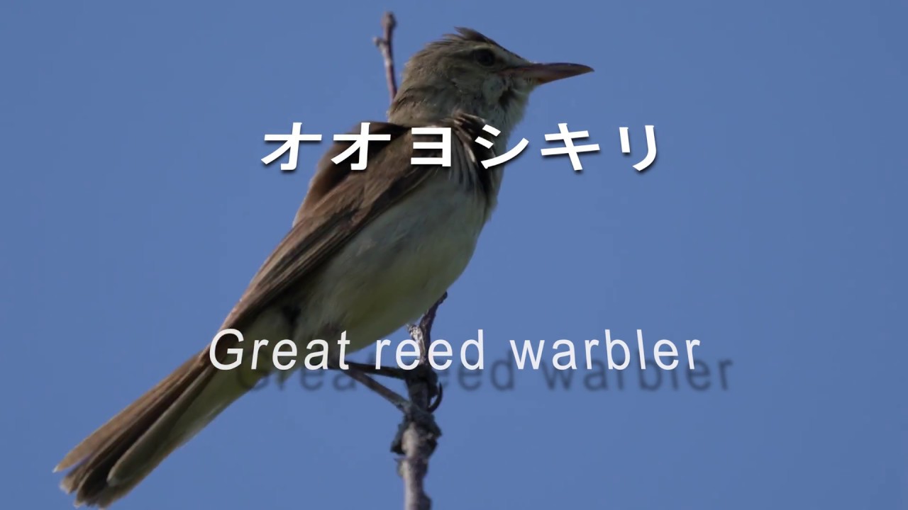 オオヨシキリの鳴き声 (Oriental) Great reed warbler　Cannareccione