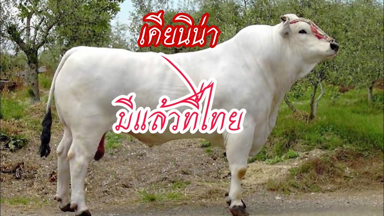 วัวสายพันธุ์​เคียนิน่า พันธุ์​ที่ใหญ่​ที่สุดในโลก​ เคียนิน่า​ Chianinas  Ep.1
