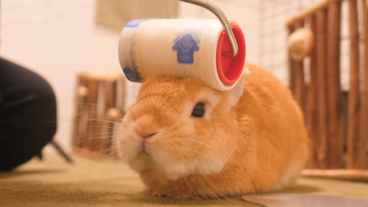 初めてお掃除コロコロをウサギにした結果、気持ち良すぎてこうなりました【No.456】