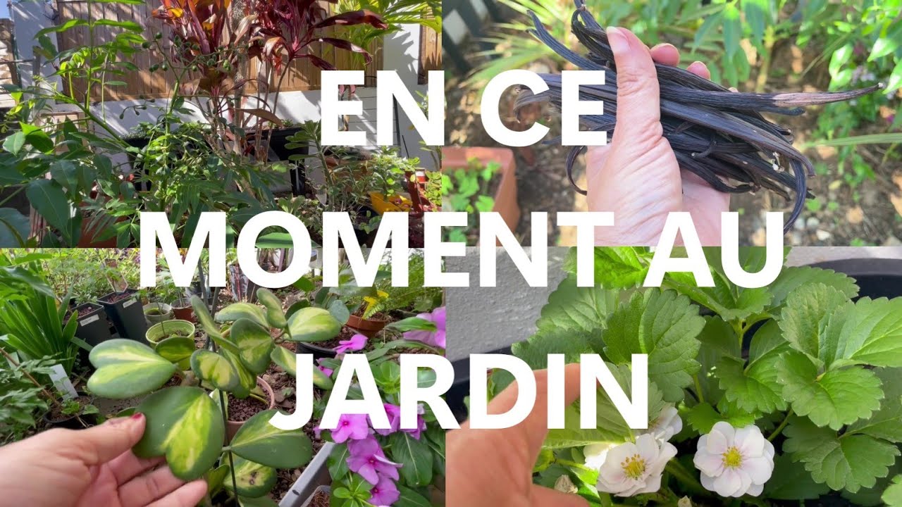 Juin: Je plante des fraisiers 🍓en jardinière, récolte de vanille / mes hoyas 🤍