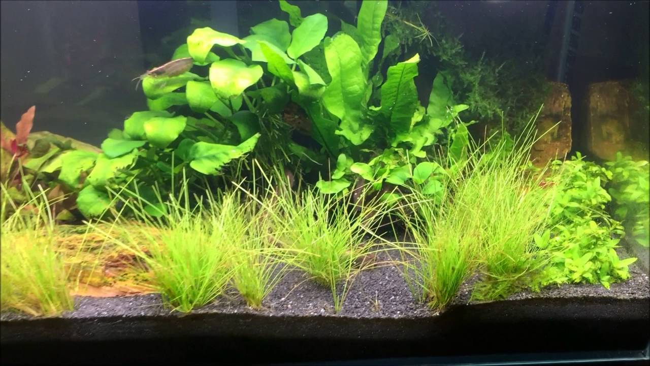 Fluval Edge Update and Black Flourite Sand Review