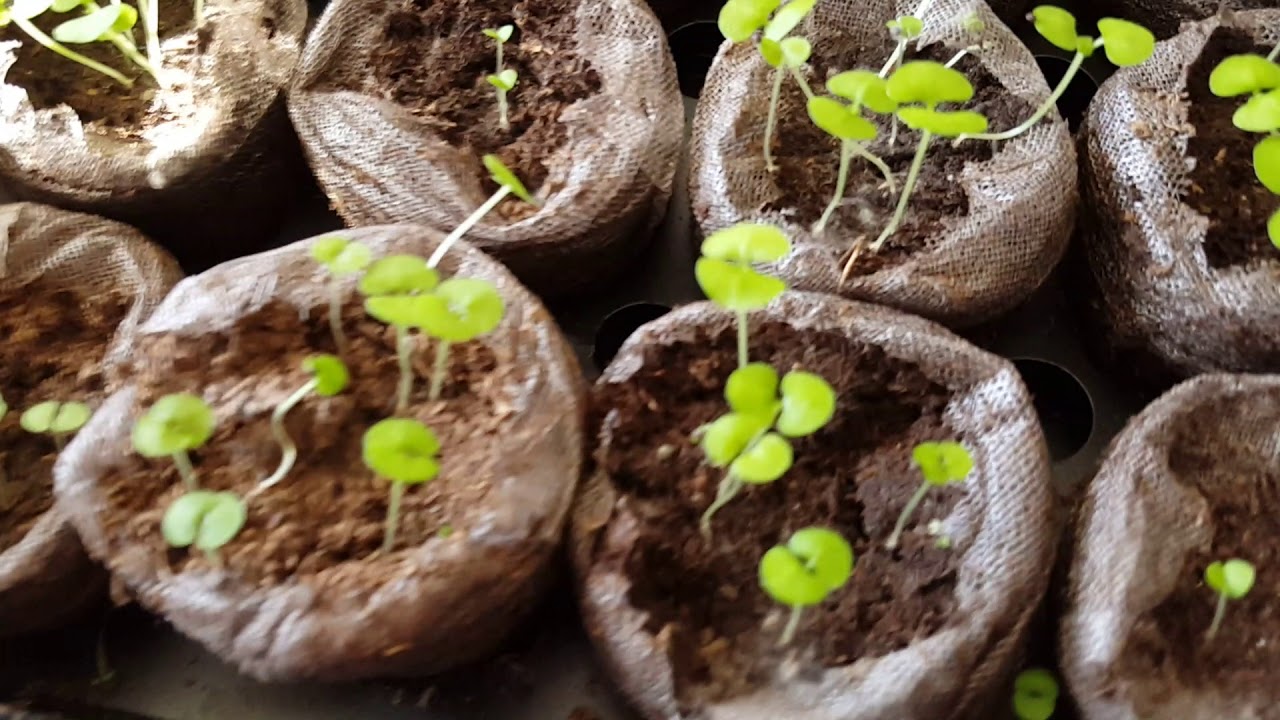 After your Coleus seeds Germinate....what then??