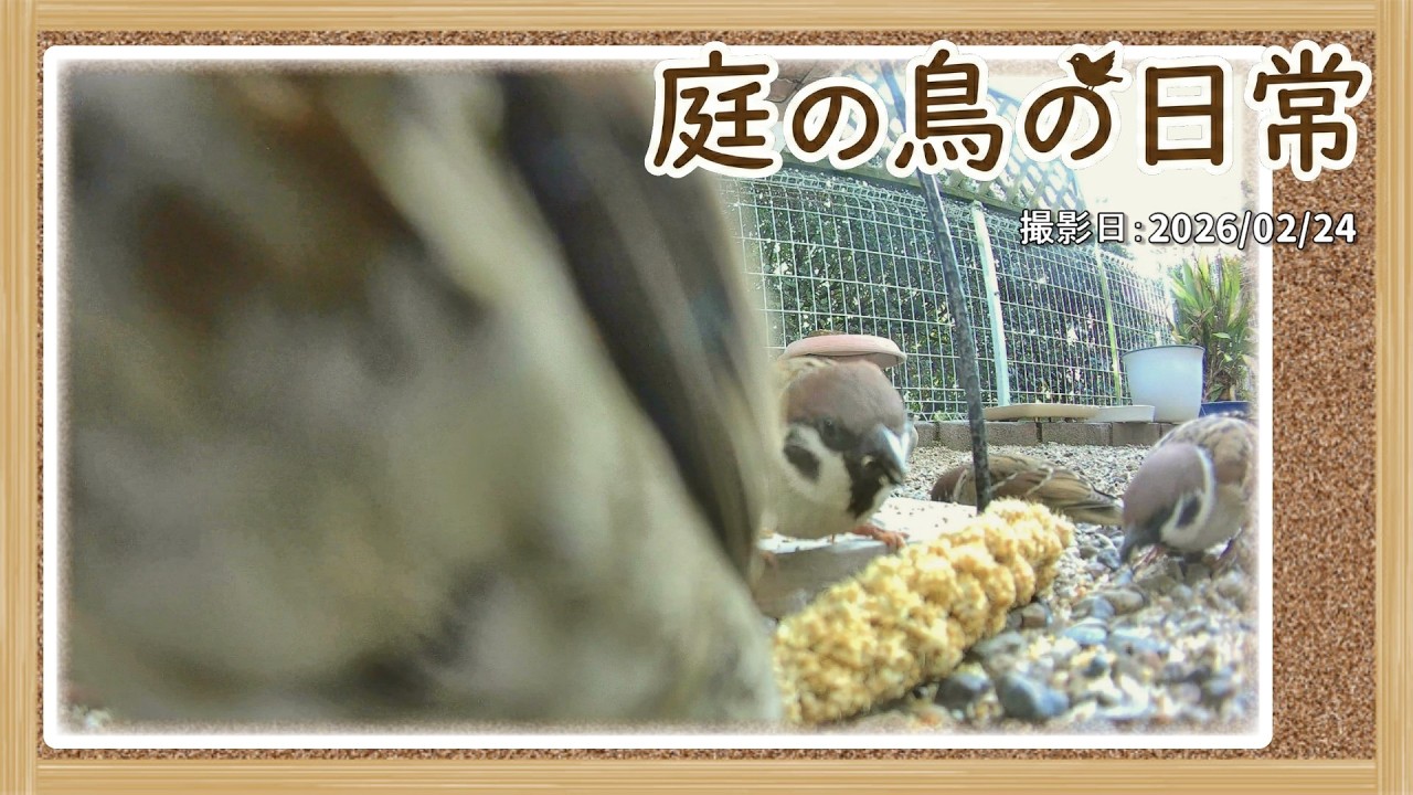 【庭の鳥の日常】(26,02,24) 忘れた頃に来るハイタカ　諦めてくれないかなぁ