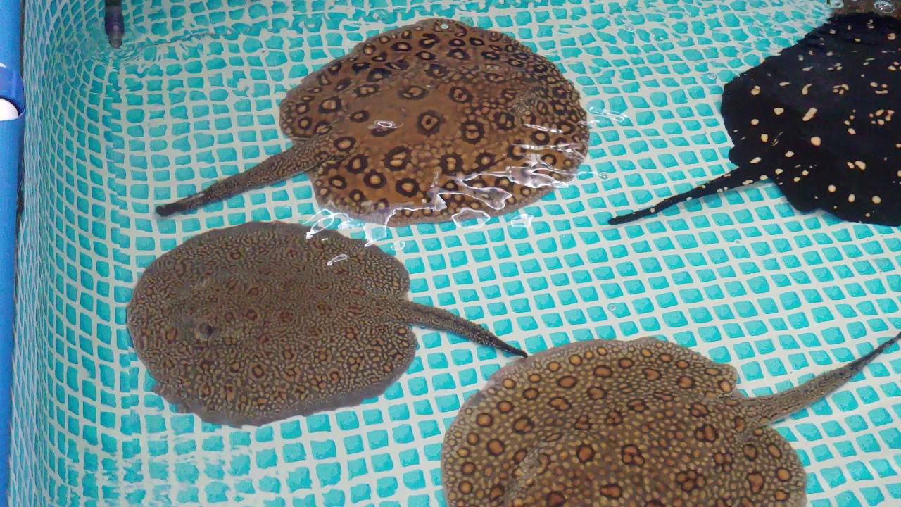 Water change on the kids pool