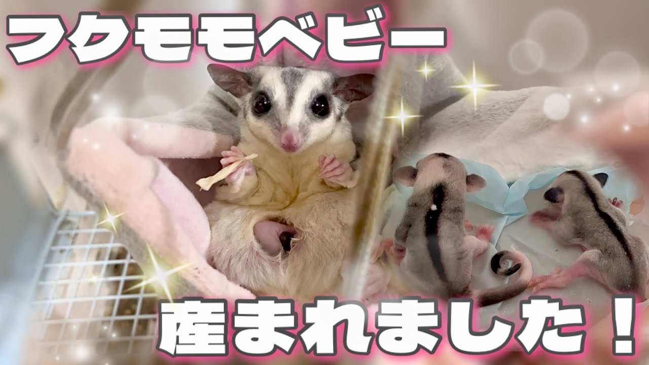 【爆誕】珍しい柄のフクモモベビーが産まれました!!✨️   〈フクロモモンガ繁殖〉