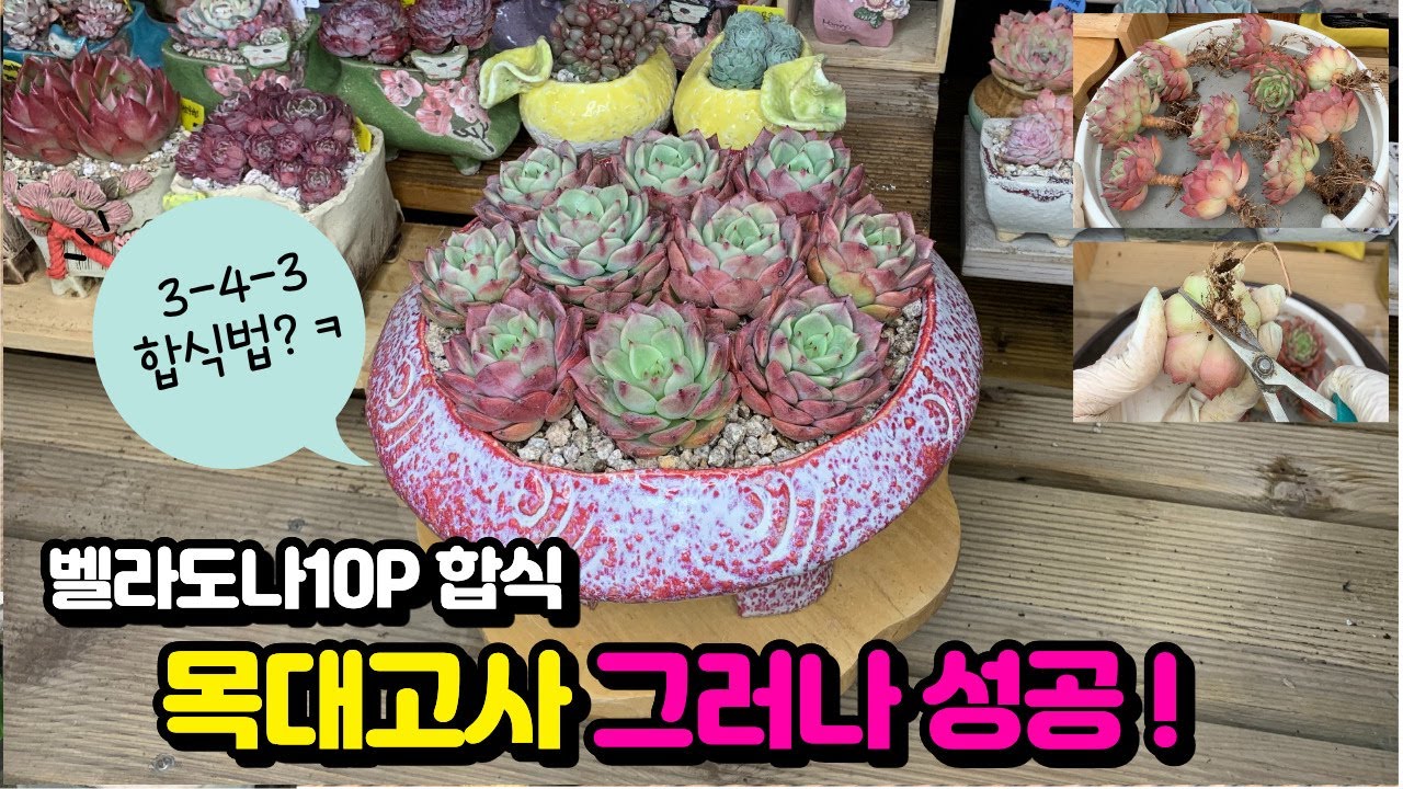 260206[다육식재] 벨라도나10P합식 안될지 알았는데 합식 결국 성공했어요 !!