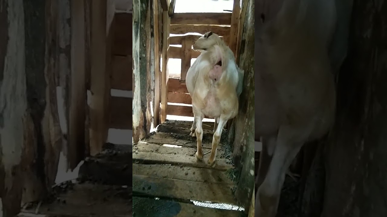 ciri ciri kambing hamil tua siap melahirkan