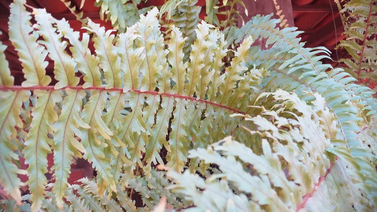 Vamos ver sambabaia e folhagem no vídeo de hoje 