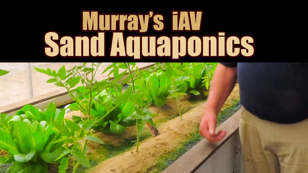 Murray's iAV Sand Aquaponics System