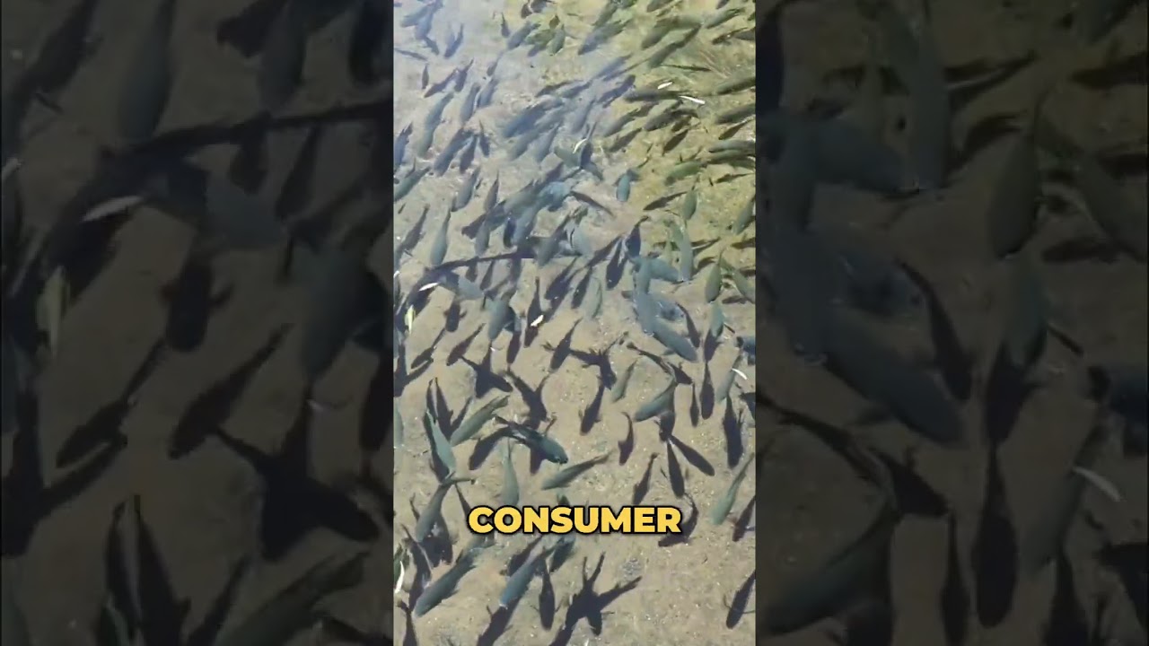 Boosting Tilapia Color Naturally