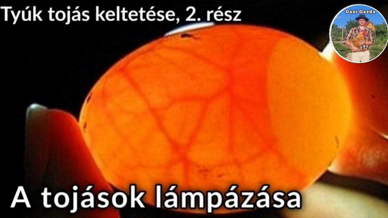 A tojások lámpázása - Tyúk tojás keltetése | 2. rész