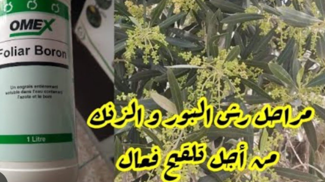 رش البور والزنك للزيتون طريقة استعماله وفواءده