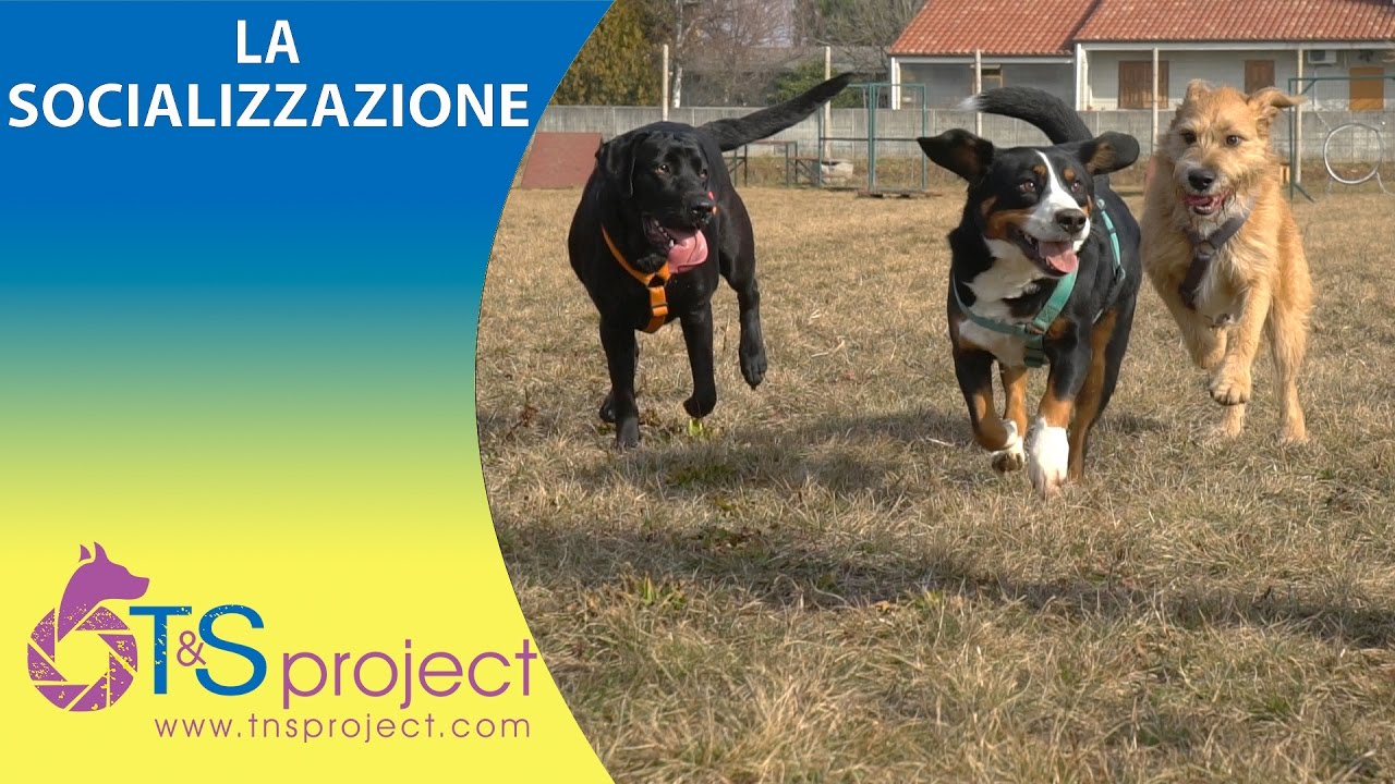 Socializzi il tuo Cane?