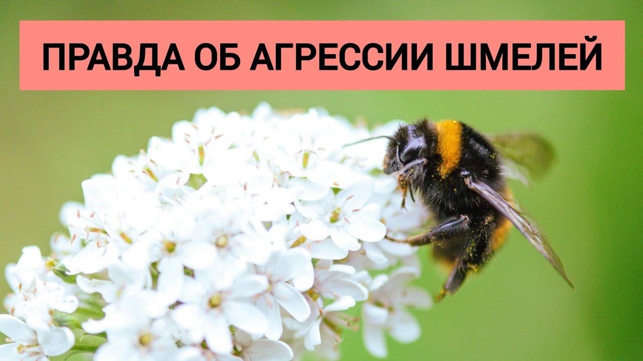 Правда об агрессии шмелей