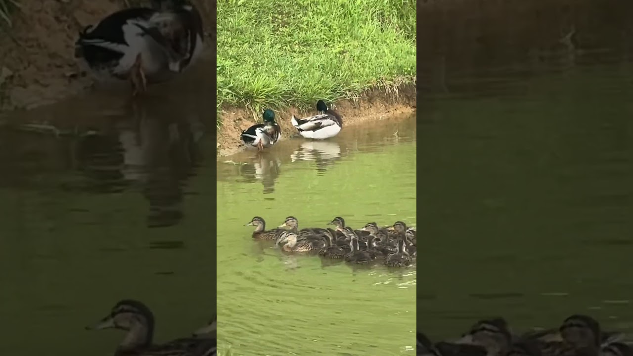 #duck Stuck behind the ducks! Baby Duck army! #army #animals #fy #fyp