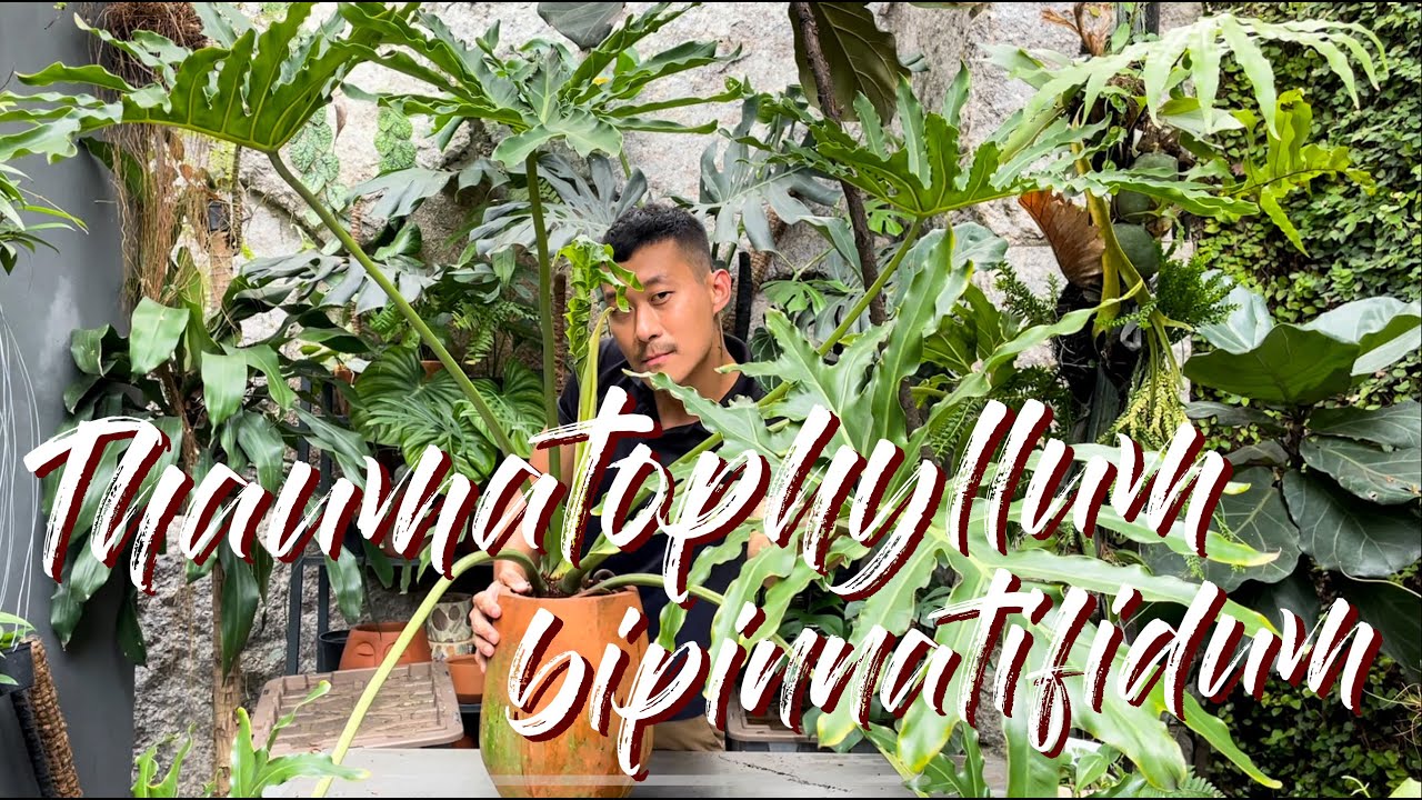 Thaumatophyllum Bipinnatifidum Care Tips and Repotting - WITH SATISFYING UPDATES!