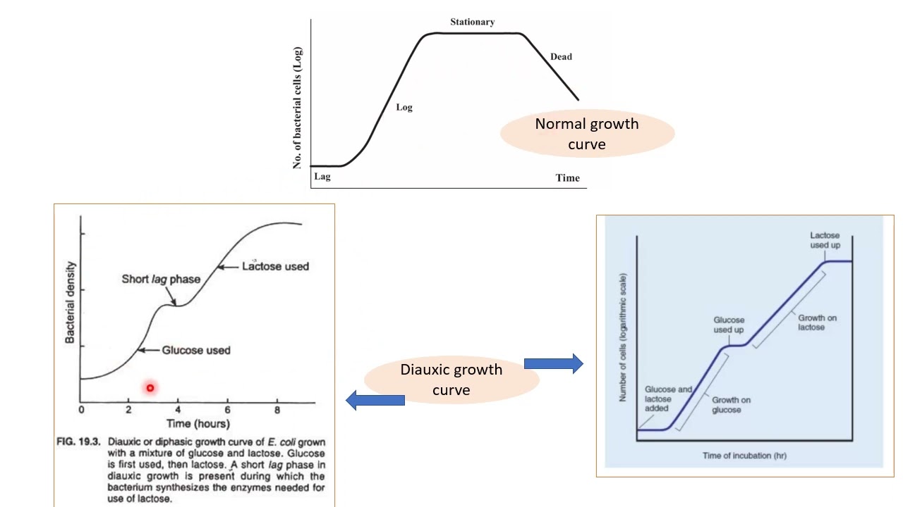 Diauxic growth | Diphasic growth curve | Microbiology | Basic terms