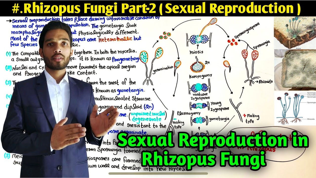 Rhizopus Fungi Part-2 || Sexual Reproduction in Rhizopus fungi || BSc || MSc ||PGT Biology