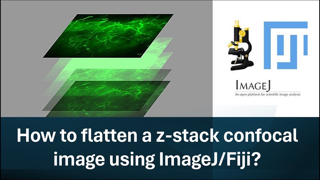 Part-2: How to flatten a z-stack confocal image using ImageJ/Fiji?