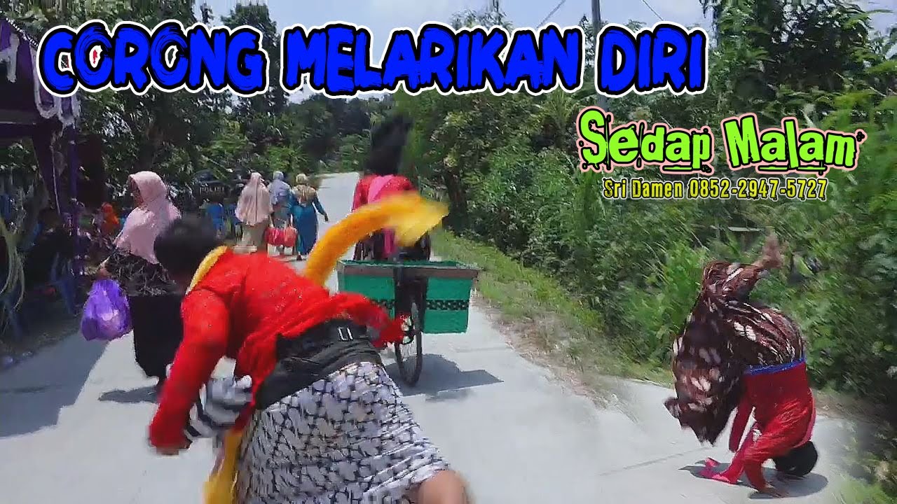 CORONG MINGG4T || SEDAP MALAM LUCU || JMS