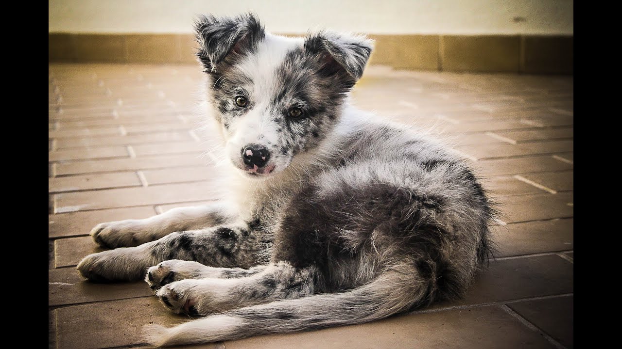Cheza - 3 Months Border Collie Puppy!