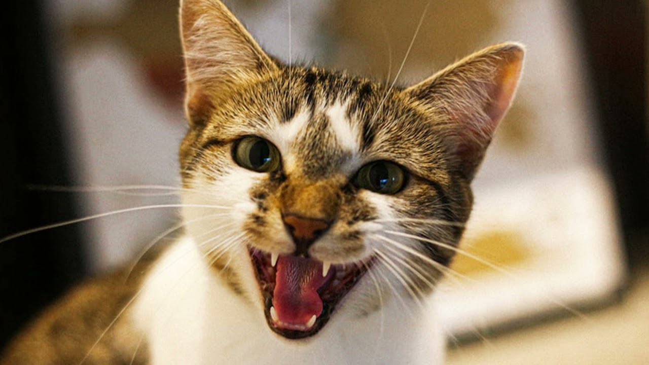 BRUITAGE DE CHAT EN COLERE I 1 HEURE