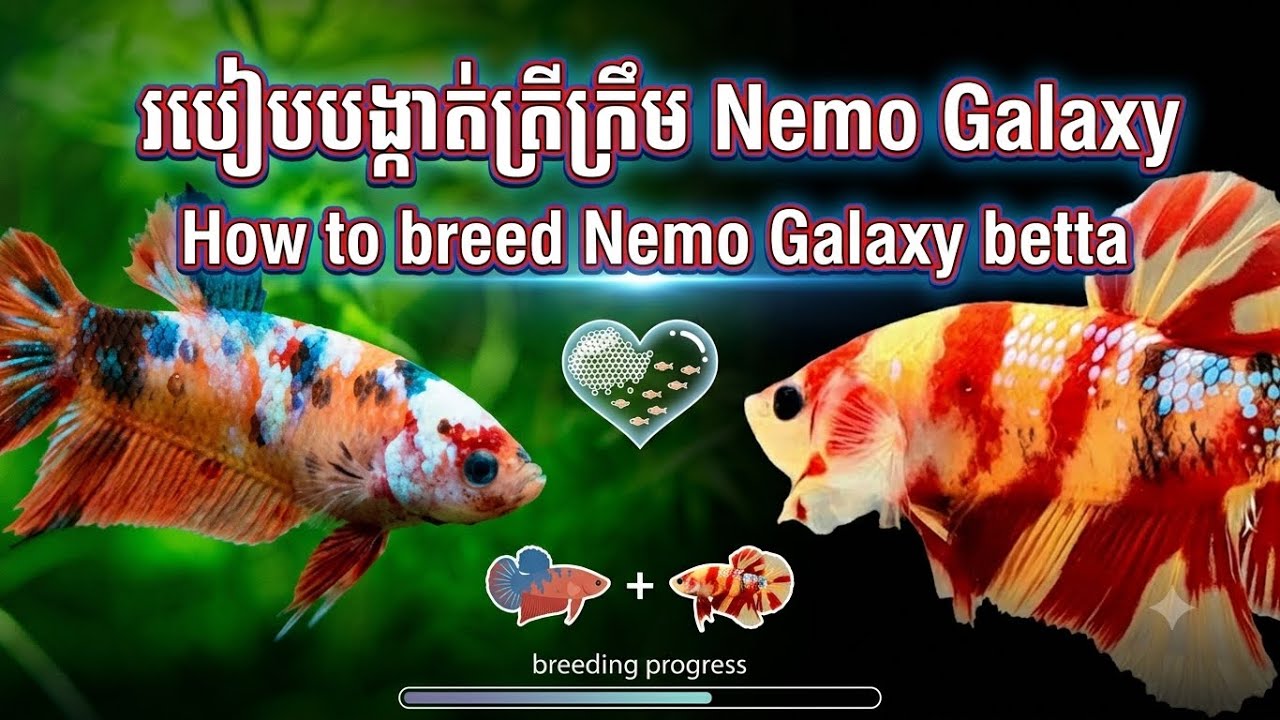 របៀបបំបែកត្រីក្រឹមពូជ Nemo Galaxy ដាក់ក្នុងដបដើម្បីអោយត្រីឆាប់ធំលឿន😍