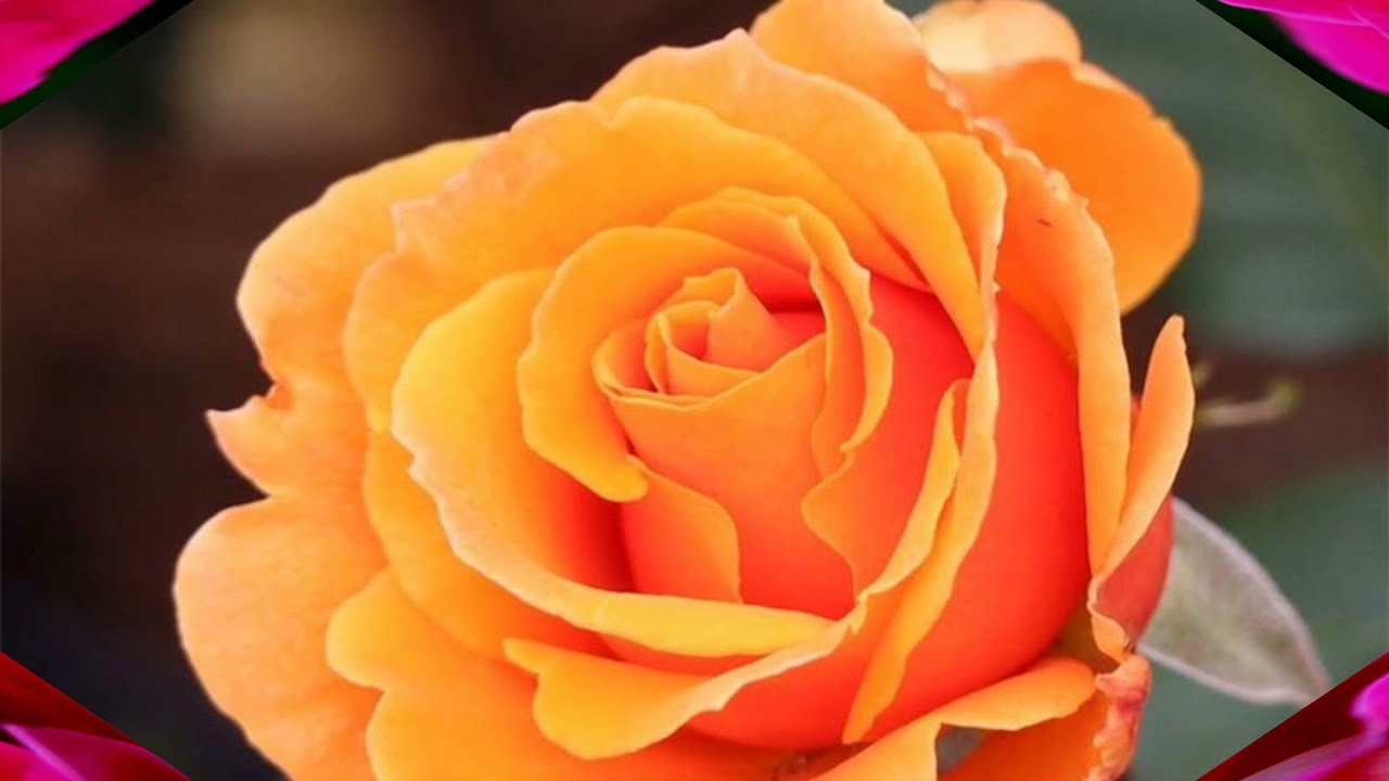 Favorite roses (HD1080p)