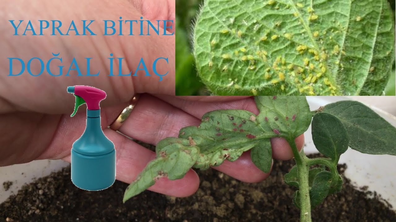 Sebzelerde, Çiçeklerde Yaprak Bitlerine Yönelik Doğal Mücadele, Doğal Malzemelerle Yaprak Biti İlacı