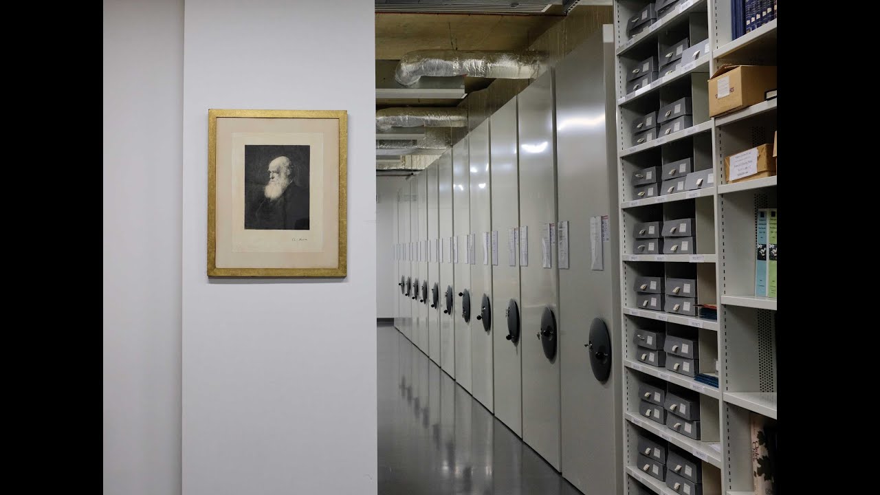 Darwin specimen re-discovered at Cambridge University Herbarium - BBC Look East
