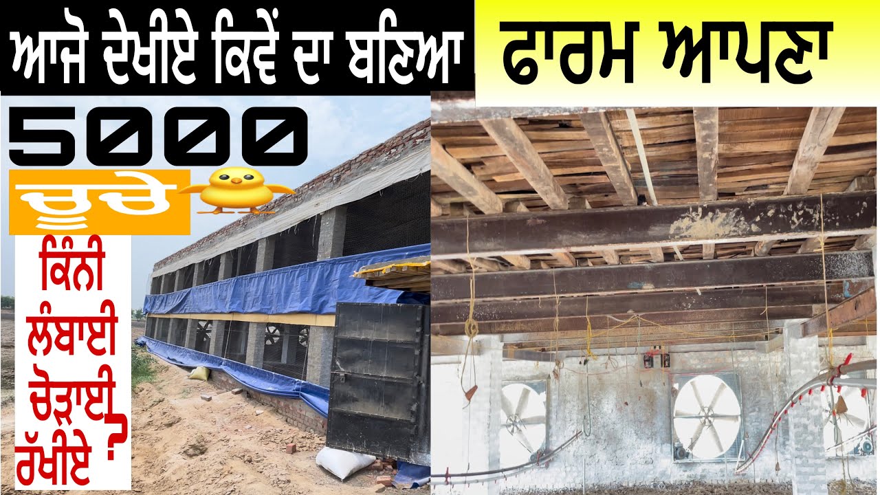 5000🐥ਚੂਚੇ ਲਈ ਕਿੰਨੀ ਲੰਬਾਈ ਚੌੜਾਈ ਰੱਖੀਏ?ਨਵੇਂ ਫਾਰਮ ਵਾਲੇ ਆ ਲਈ ਜਰੂਰੀ ਗੱਲਾਂ #poultryfarming #broilerfarm
