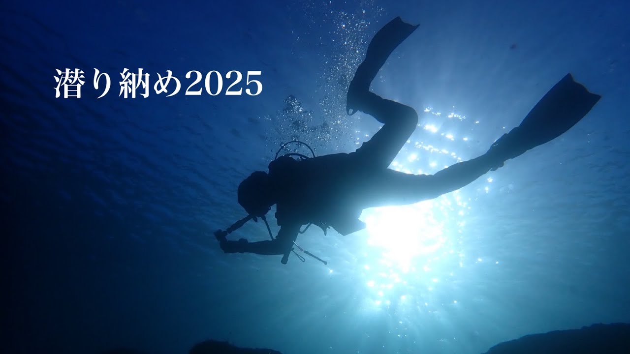 【大瀬崎】12月の大瀬崎の生物はいかに！？🦑【ダイビング2025潜り納め】