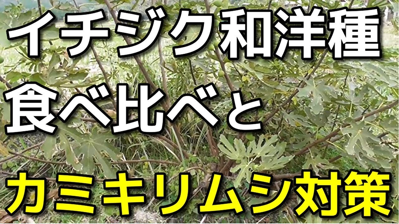 イチジク栽培カミキリムシ対策