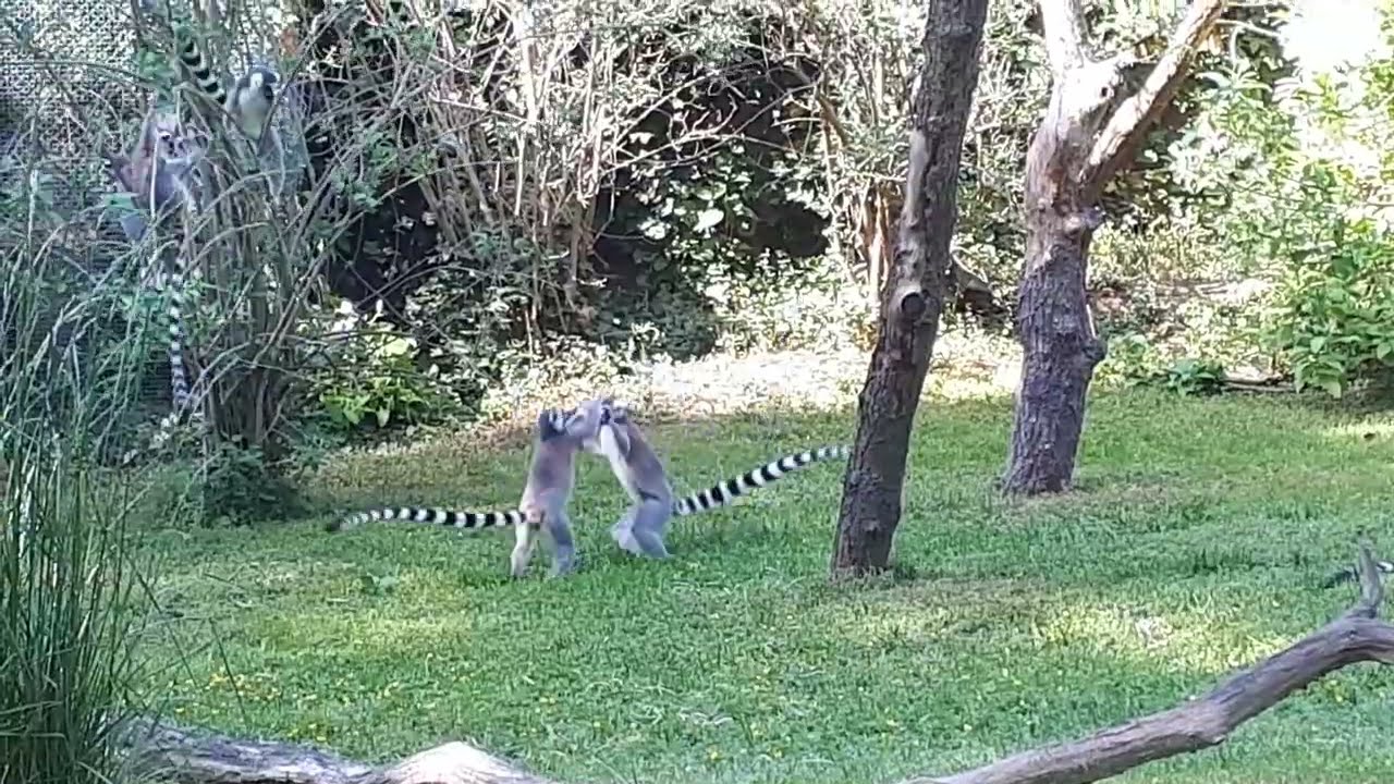 Kdo nesk&aacute;če nen&iacute; lemur! (Mark&eacute;ta Lavick&aacute;)