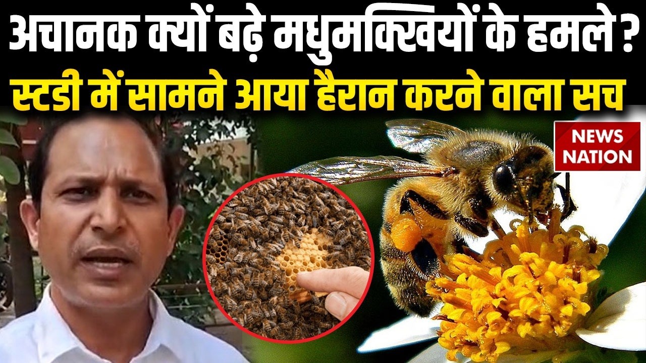 Honey Bee Attacks: अचानक क्यों बढ़े मधुमक्खियों के हमले? Scientist की स्टडी में चौंकाने वाला खुलासा