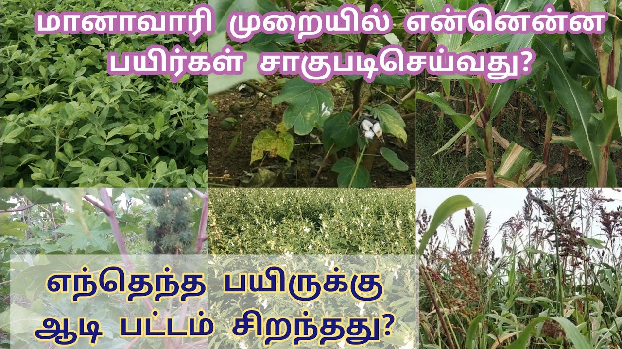 ஆடி பட்டம் சாகுபடி செய்ய வேண்டிய பயிர்கள் | மானாவாரி சாகுபடியில் பயிர்கள் என்னென்ன பயிரிடலாம்?