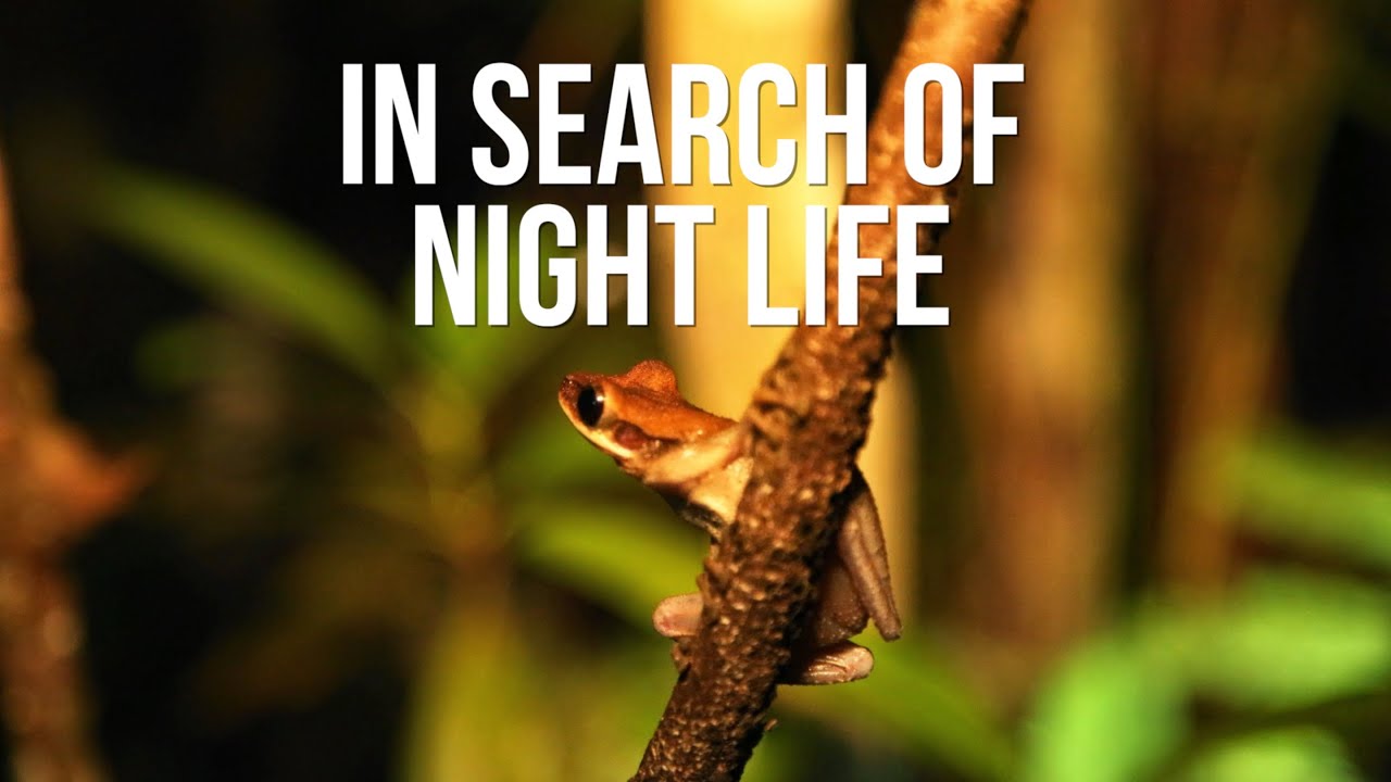 In Search of Night Life