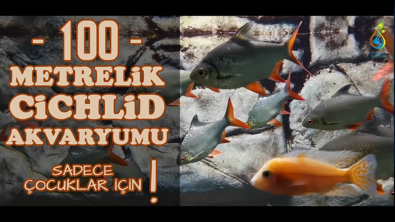 Türkiye'nin En Büyük Cichlid Akvaryumu! Metrelerce Akvaryum, Tonlarca Su, Binlerce Balık!