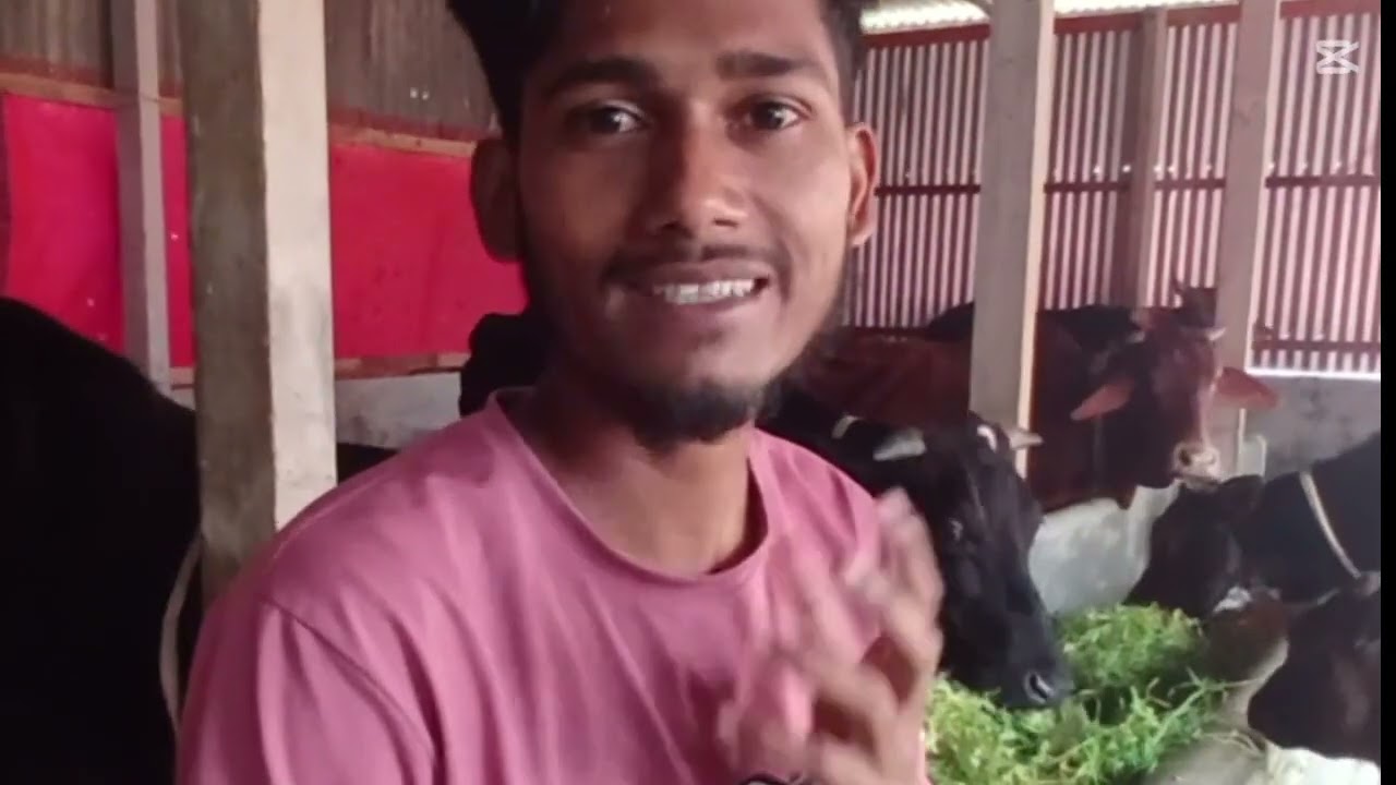 খামারে ঘাস কাটা ও গরুর পরিচর্যা#গরুরখামার, #ঘাসকাটা, #গাভীগুরু, #পরিচর্যা, #কৃষি,