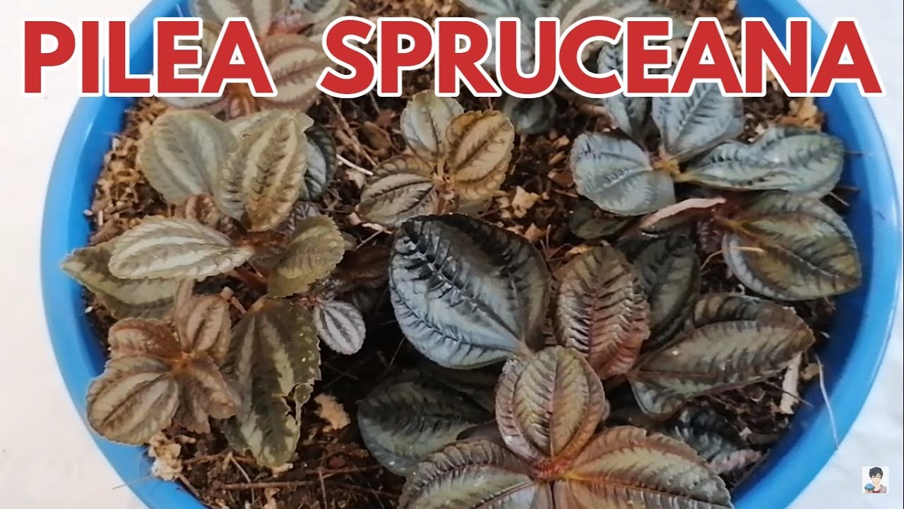 pilea spruceana chuyito jardinero